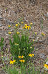 Missouri orange coneflower